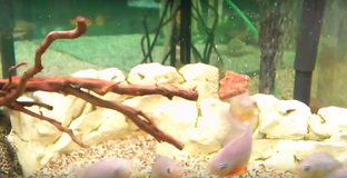 Piranhas Fütterung