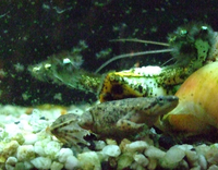 Zwerg-Krallen-Frosch in unserem Kleintierladen
