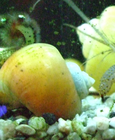 Apfelschnecke in unserem Kleintierladen Apfelschnecke in unserem Kleintierladen