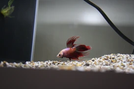 Kampffisch (Betta splendens)