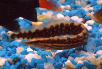 Stachelaal Stachelaal