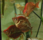 Lachsroter Regenbogen-Fisch
