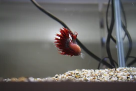 Kampffisch (Betta splendens)