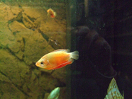 Honig-Gurami