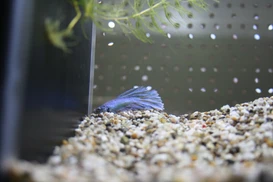 Kampffisch (Betta splendens)