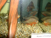 Roter Piranha in unserem Kleintierladen