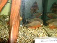 Roter Piranha in unserem Kleintierladen