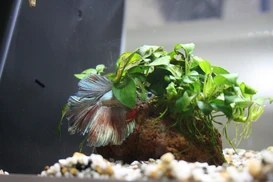 Kampffisch (Betta splendens)