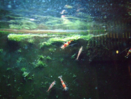 Crystal Red oder Kristallrote Zwerggarnelen<br />(Caridina cf. cantonensis) in unserem<br />Kleintierladen Crystal Red oder Kristallrote Zwerggarnelen<br />(Caridina cf. cantonensis) in unserem<br />Kleintierladen