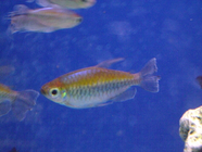 Blauer Kongosalmler Blauer Kongosalmler
