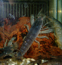 Monsterfächergarnele in unserem Kleintierladen