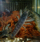 Monsterfächergarnele in unserem Kleintierladen Monsterfächergarnele in unserem Kleintierladen