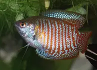 Zwergfadenfisch Zwergfadenfisch