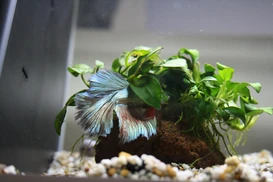 Kampffisch (Betta splendens)