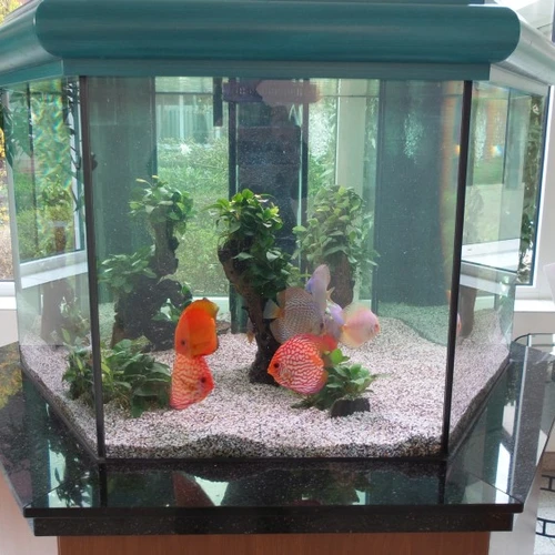 Aquarien-Service in Hamburg und Umgebung Aquarien-Service in Hamburg und Umgebung